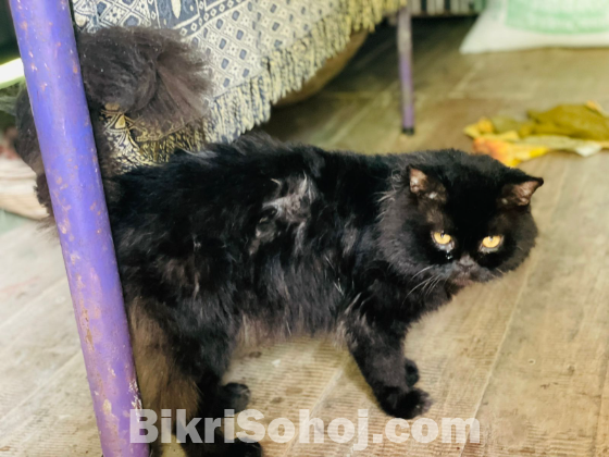 Persian cat ( Blacky)